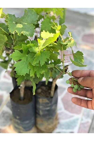 artemisiatıbbibitki Aşılı Narince Sarmalık Üzüm Fidanı 10-20 cm