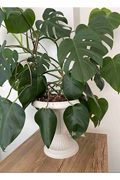 Cosargroup Dekoratif Nergiz 30cm Ayaklı Saksı Plastik Çiçek Saksısı Kapı Önü İç dış Mekan Ayaklı Saksı 1 Adet