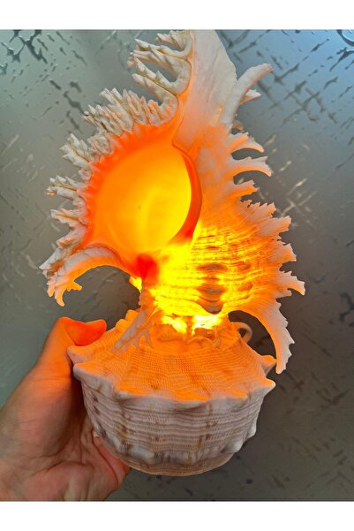 gemsartdeco Deniz Kabuğu Lamba Prizli