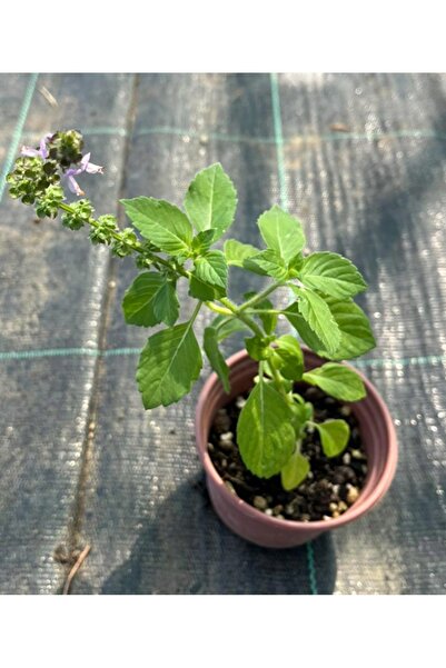 artemisiatıbbibitki Hint Fesleğeni Fidesi Saksıda - 8 Cm'lik Saksı