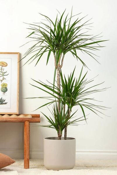Garden Online Dracaena Marginata XL - Madagaskar Dragon Ağacı 2 İki Gövdeli Canlı Salon Bitkisi 110-120 cm