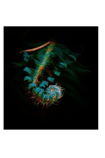 OEM Pictură pe pânză, „Îmbrățișarea secretă a frunzei verzi”, 100 x 100cm