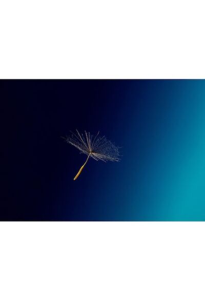 OEM Pictură pe pânză, „Singurătatea unei semințe de păpădie”