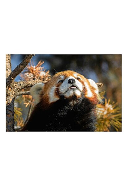 OEM Pictură pe pânză, „Panda roșu încălzit de soare”, Blană, Răsfățat, Somnor...