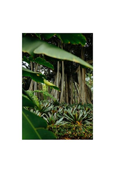 OEM Pictură pe pânză, „Grădină tropicală ascunsă în pădure”