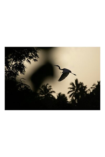 OEM Tablou Canvas, 'Egreta survoland padurea tropicala la apus', Pasare, Zbor...