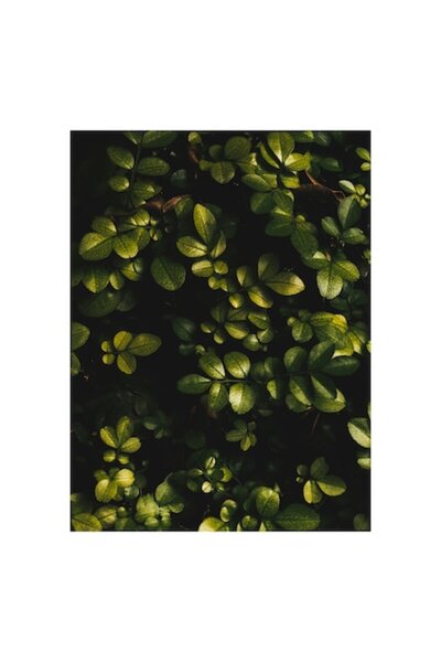 OEM Tablou Canvas, 'Frunze verzi in lumina diminetii'