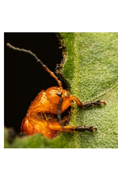 OEM Pictură pe pânză - „Gândac chihlimbar pe frunză verde” (100 x 150 cm)