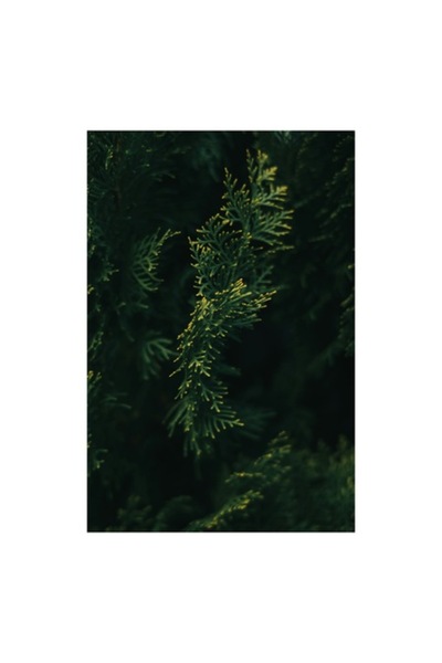 OEM Tablou Canvas, 'Ramurele de conifer in amurg', 70 x 100cm