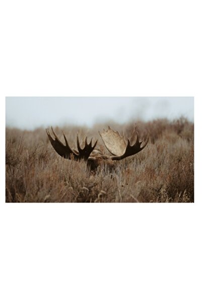 OEM Tablou Canvas, 'Elanul printre ierburile toamnei uscate', Cer, Coarne, Ve...