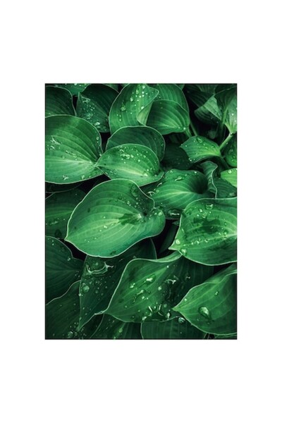 OEM Pictură pe pânză, „Frunze proaspăt spălate”, Verde, Picături de ploaie, V...