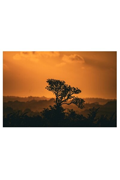 OEM Tablou Canvas, 'Apus de soare peste dealuri aurii', Copac, Silueta, Apus, Cer, Portocaliu, Lumina, N
