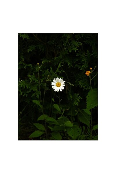 OEM Pictură pe pânză, „Margareta solitară la umbra naturii”, 50 x 90 cm