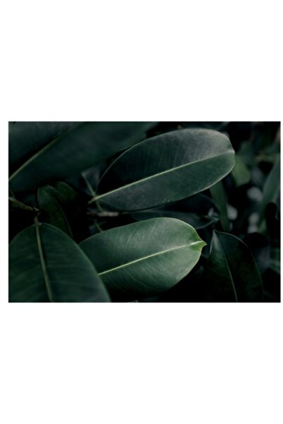 OEM Tablou Canvas, 'Reflectii de lumina pe frunze verzi'