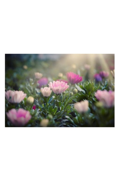 OEM Pictură pe pânză, „Lumina dimineții peste flori roz”, 70 x 50cm