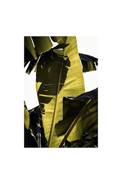 OEM Tablou Canvas, 'Frunza de bananier la apus', Frunze, Verde, Lumina, Umbre, Textura, Natura, Tropical