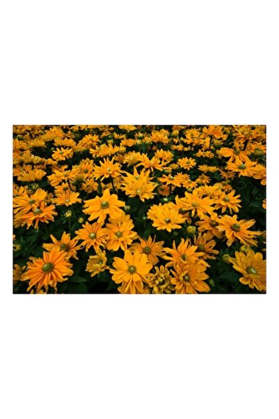 OEM Tablou Canvas, 'Camp de flori galbene stralucitoare'