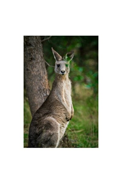 OEM Tablou Canvas, „Cangur privind mândru la orizont”, Cangur, Copac, Natură, Blană, Faună, Mai verde