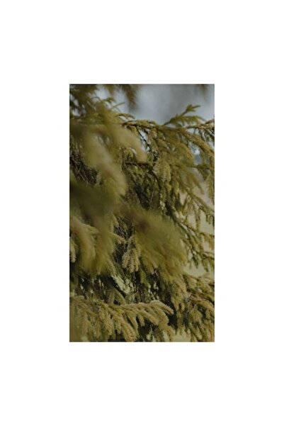 OEM Pictură pe pânză, „Cramuri de brad în vânt”, Frunze verzi, Ramuri, Pini