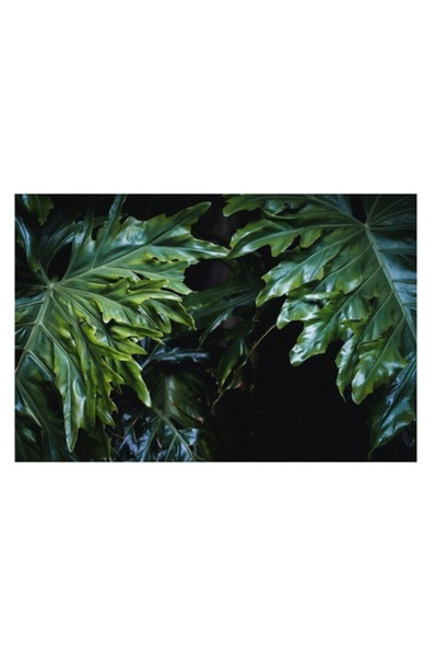 OEM Pictură pe pânză „Frumusețea frunzelor tropicale verzi”