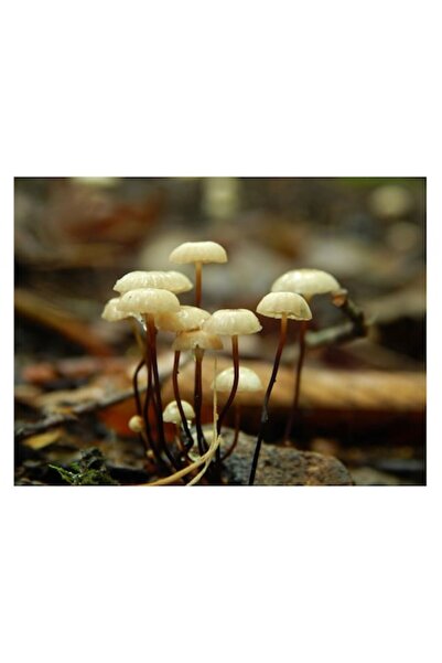 OEM Pictură pe pânză „Misterul ciupercilor de pădure ascunse” 90 x 50cm