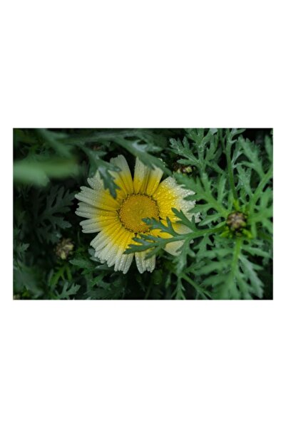 OEM Pictură pe pânză, „Floare radiantă ascunsă în frunze”, Margaretă, Picătur...