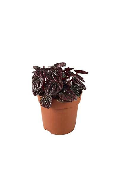 Betonish Peperomia 'Schumi Red' (Zümrüt Dalgası Çiçeği)