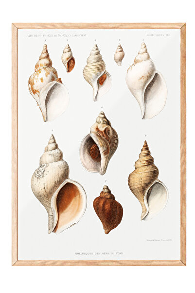 Zestia Tablou înrămat în lemn, ilustrație din colecția Sea Shells, poster dec...