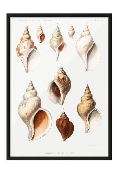Zestia Tablou înrămat negru, ilustrație din colecția Sea Shells, poster decor...
