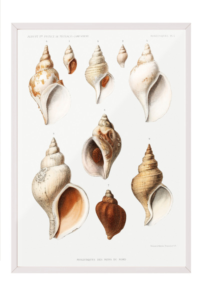 Zestia Tablou în ramă albă, ilustrație din colecția Sea Shells, poster decora...