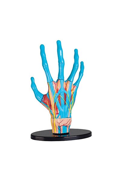 ALMOTHALATH Hand Anatomy Model 23 Pieces 16.5 cm (6.5 Inches)