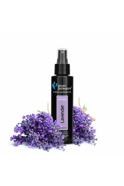 Groom Professional Lavender Cologne [Volume - 200ml]