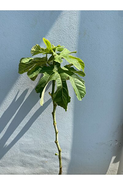 EGE GARDEN 2 Yaş İncir Fidanı – Tüplü, Canlı, Sağlıklı – 115 cm