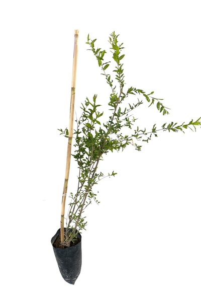 EGE GARDEN Hicaz Nar Fidanı – 2 Yaş – Tüplü – Canlı ve Sağlıklı