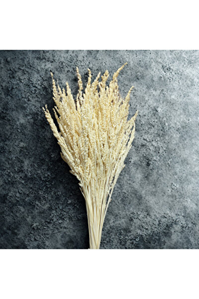 ZEYN'STUFFS Renkli Kurutulmuş Dekorasiyon Bulgur Otu, Yapay Dekor, Vazo Çiçeği