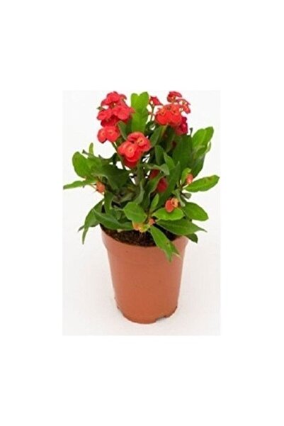 Mimoza Kırmızı Euphorbia Milli Dikenler Tacı Fidanı 10-20 cm
