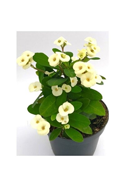 Mimoza Dikenler Tacı Fidanı Beyaz Sarı 10-20 cm