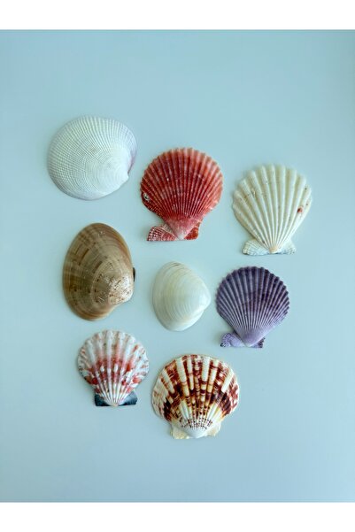 Seashell Rio Renkli Deniz Kabuğu Seti - | 4-6 cm | 8 Adet | Doğal Dekoratif K...