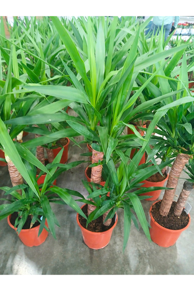 BitkiTÜRK -2li Yucca salon bitkisi 100cm