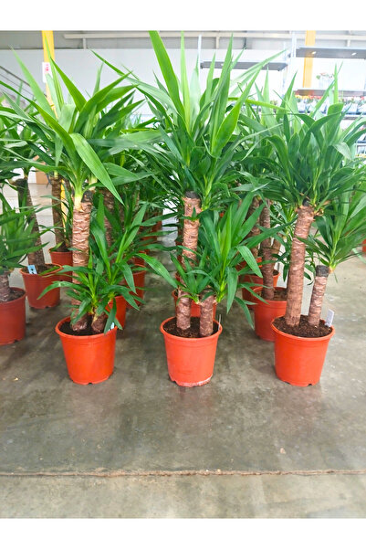 BitkiTÜRK -2li Yucca salon bitkisi 100cm