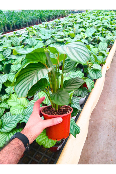 BitkiTÜRK -İTHAL DUA ÇİÇEĞİ(CALATHEA) salon ofis bitkisi