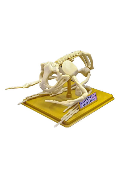 lowell home مجموعة علم هيكل عظمي الضفدع