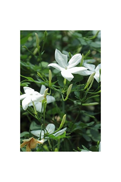 Mimoza Arap Yasemini Fidanı 10-20 cm