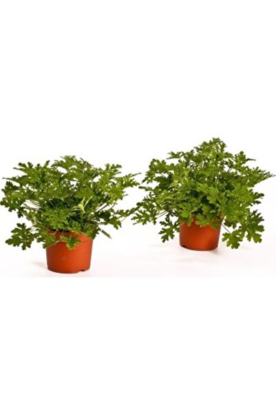 Mimoza Saksılı Gül Damlası Itır Çiçeği Fidanı 10-20 cm