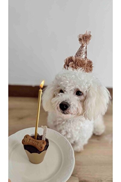 damlakidsmoda Kedi köpek parti şapkası doğum günü şapkası