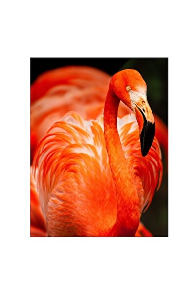 OEM Tablou Canvas, "Grandoarea flamingoului in culori vii", Pene, Portocaliu,...