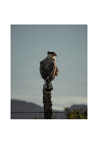 OEM Canvas Painting, 'Solitary Hawk on Tall Pole'