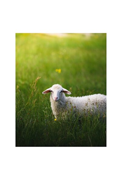 OEM Pictură pe pânză, „Oaia albă în pădurea verde”, Oaie, Iarbă, Verde, Natur...