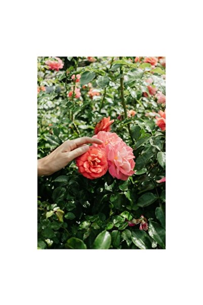 OEM Tablou Canvas, 'Mangaierea trandafirilor in gradina verde'