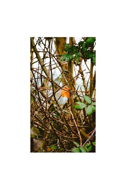 OEM Tablou Canvas Premium - "In Cautarea Primaverii"